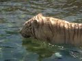 Tigre de Bengala - Temaikén