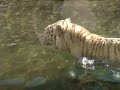 Tigre de Bengala - Temaikén