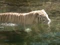 Tigre de Bengala - Temaikén