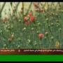 Hadeeth al sabah “morning talk” on AlJazeera episode on the 2nd of June 2007, talks about flowers planting in Jordan, they interviewed Yacoub Al Baz and showed him as an example for a successful man who has proved that flowers planting is a profitable business in Jordan