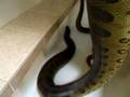 Anacondas Bathing