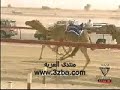 نهب من هجن الرئاسه تنهب سيف المحليات..حياكم في عزبتنا  www.3zba.com