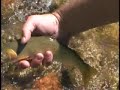 Small Stream Dry Fly