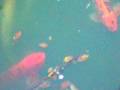 Miraku Koi Pond