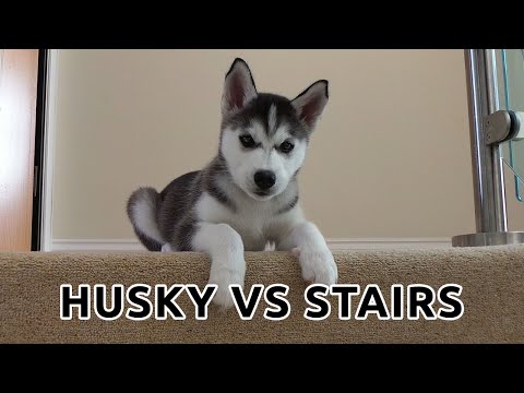 YouTube: un cachorro quiere vencer su miedo a bajar escaleras
