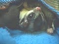 Suggie Love