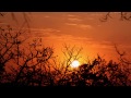 I hope you think this piece does justice to the beauty that is 'early morning birdsong', so with a little help from my feathered friends I give you my composition 'Dawn Chorus'. Hope you like it. Please visit my site for more of my music: www.youtube.com www.copyrighthouse.co.uk
