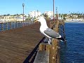 seagulls fighting for food oceanside pier ca dec 2007 seagulls fighting for food oceanside pier ca dec 2007