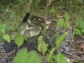Timber Rattlesnake (Crotalus horridus) Timber Rattlesnake (Crotalus horridus)