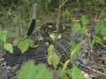 Timber Rattlesnake (Crotalus horridus)