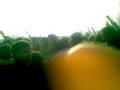 videos de latada 2008