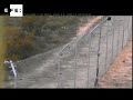 C�maras de observaci�n captan a lince ib�rico cazando un conejo  .