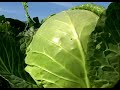 Angelic Organics - Biodynamic Farm Montage
