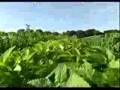 Angelic Organics - Biodynamic Farm Montage