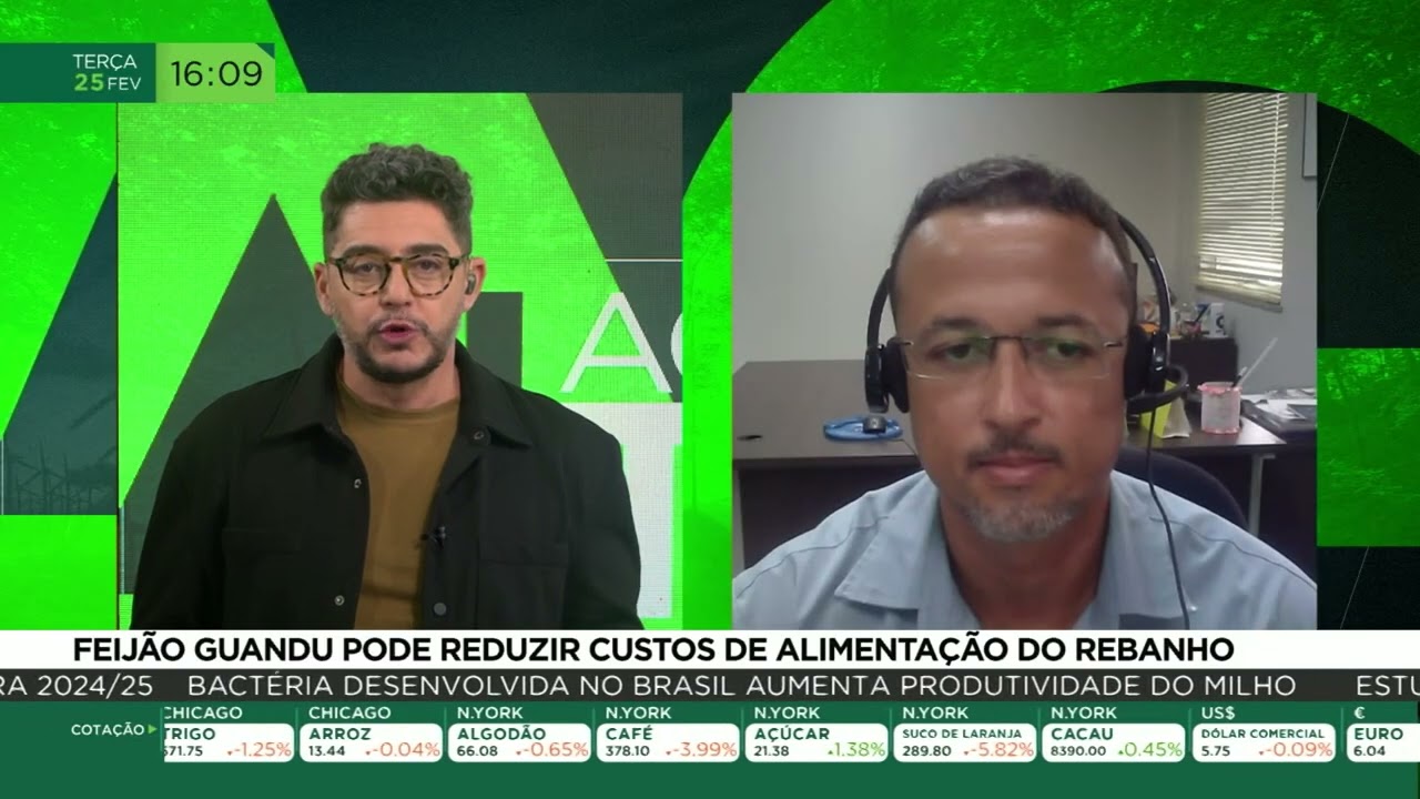 Feijão Guandu pode reduzir custos de alimentação do rebanho