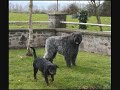 A'baloo du clos de la luette.wmv