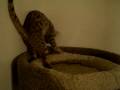 Savannah-kitten-link-@12-weeks-playing-on-Cat-Tree-Boy-F-6