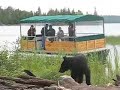 Black Bear on Wildife Tour by Pontoon Boat