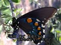 Swallowtail Butterfly????????