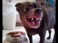 rabid peanut butter dog rabid peanut butter dog