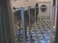 Canine Chum Singing - Featuring Max Woodcock