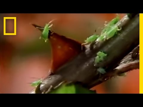 Imagen de previsualización de YouTube