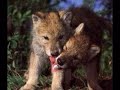 d'une splendeur inou�e, le loup a �t� sans aucun doute l'animal le plus mal aim� de france. 
intelligent, fid�le a vie a sa femelle, le loup est organis� socialement, tendre avec les jeunes. 
aujourd'hui, trois esp�ces de loup sont extr�mement menac� : le loup rouge, le loup d'abyssinie, et le loup a crini�re. cause de la chasse, d�forestation, urbanisations, manque de proies...

mon loup pr�f�r� ? le loup d'arctique.