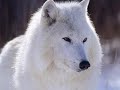 le-loup.html