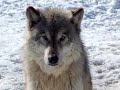 d'une splendeur inou�e, le loup a �t� sans aucun doute l'animal le plus mal aim� de france. 
intelligent, fid�le a vie a sa femelle, le loup est organis� socialement, tendre avec les jeunes. 
aujourd'hui, trois esp�ces de loup sont extr�mement menac� : le loup rouge, le loup d'abyssinie, et le loup a crini�re. cause de la chasse, d�forestation, urbanisations, manque de proies...

mon loup pr�f�r� ? le loup d'arctique.
