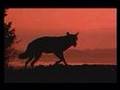 Le Loup