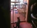 Le chat le plus c*n du monde... Le chat le plus c*n du monde...
