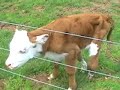 Baby Cow Pie