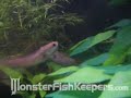 http://www.monsterfishkeepers.com/forums/showthread.php?t=31824http://www.MonsterFishKeepers.com - The Fastest Growing, Largest, and Most Actively Visited Online Community Dedicated to Rare, Exotic, and Predatory Fish. Got the 