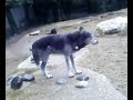Wolfs at Palmyre Zoo
