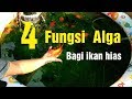 Fungsi Alga Pada Ikan Hias