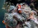 Maroon clown cuddling the Anemone