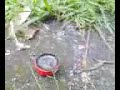 Mn2O7 rapid Oxidisation of a daisy