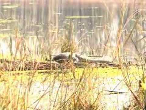 Mugger Crocodile