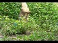 Prairie dog yelp