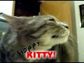 Sloppy Kitty Sloppy Kitty