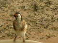 Darrrrek - Breeding carduelis major20