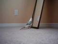 Whistling Cockatiel