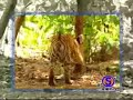 maymunun yaptiklarina bak! kaplanla dalga geçiyor   komik