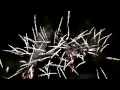 Zarq - praznik na pazardjik 2011 (Scorpions - Still Loving You).mp4