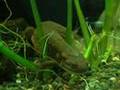 イモリのあくび　The newt which yawns