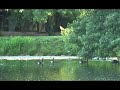 Geese in a pond with cottonwood 
