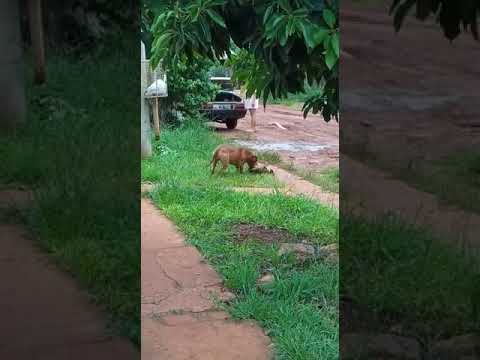 Un pitbull desfiguró a una perra en el barrio Christiansen