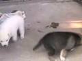 よちよち歩き