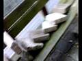 Domino Extreme