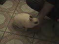 Bunny ??